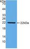 Interferon Beta 1 antibody, abx131925, Abbexa, Western Blot image 