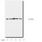 Tyrosine 3-Monooxygenase/Tryptophan 5-Monooxygenase Activation Protein Theta antibody, MBS395059, MyBioSource, Western Blot image 