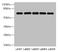 Polo Like Kinase 1 antibody, A63146-100, Epigentek, Western Blot image 