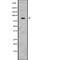 Mitofusin 1 antibody, abx216815, Abbexa, Western Blot image 