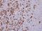 X-Linked Inhibitor Of Apoptosis antibody, GTX111202, GeneTex, Immunohistochemistry paraffin image 