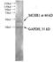 MCH receptor 1 antibody, 10163-1-AP, Proteintech Group, Western Blot image 