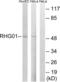 Rho GTPase Activating Protein 1 antibody, LS-C199540, Lifespan Biosciences, Western Blot image 