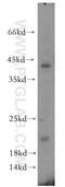 Integrin cytoplasmic domain-associated protein 1 antibody, 12300-1-AP, Proteintech Group, Western Blot image 