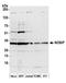 Nitric Oxide Synthase Interacting Protein antibody, A305-085A, Bethyl Labs, Western Blot image 