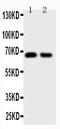 Cell Division Cycle 20 antibody, PA2124, Boster Biological Technology, Western Blot image 