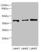 GA Binding Protein Transcription Factor Subunit Beta 1 antibody, LS-C675784, Lifespan Biosciences, Western Blot image 