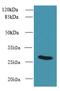 UTP23 Small Subunit Processome Component antibody, MBS1494096, MyBioSource, Western Blot image 