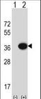 MOSC domain-containing protein 2, mitochondrial antibody, LS-C164279, Lifespan Biosciences, Western Blot image 