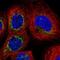 BCL2 Like 13 antibody, NBP2-58417, Novus Biologicals, Immunofluorescence image 