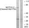Notch Receptor 2 antibody, abx015611, Abbexa, Western Blot image 