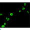 FOXP3 antibody, LS-C812969, Lifespan Biosciences, Immunocytochemistry image 