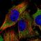 GCN1 Activator Of EIF2AK4 antibody, HPA018799, Atlas Antibodies, Immunocytochemistry image 