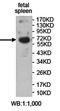 Zinc Finger Protein 791 antibody, orb78301, Biorbyt, Western Blot image 