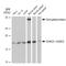 Small Ubiquitin Like Modifier 2 antibody, GTX02850, GeneTex, Western Blot image 