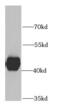 Serine Hydroxymethyltransferase 1 antibody, FNab07850, FineTest, Western Blot image 