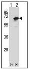 Asparaginyl-TRNA Synthetase antibody, AP52812PU-N, Origene, Western Blot image 