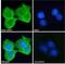 Oxysterol Binding Protein Like 3 antibody, NBP2-77443, Novus Biologicals, Immunofluorescence image 