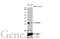 RNA Binding Protein, MRNA Processing Factor antibody, GTX636321, GeneTex, Western Blot image 