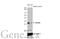 RNA-binding protein with multiple splicing antibody, GTX636321, GeneTex, Western Blot image 