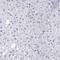 Serglycin antibody, HPA000759, Atlas Antibodies, Immunohistochemistry frozen image 