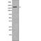 Homeobox protein cut-like 1 antibody, abx149626, Abbexa, Western Blot image 