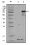 Peroxisome Proliferator Activated Receptor Gamma antibody, AM20438SU-N, Origene, Western Blot image 