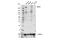 ATP Binding Cassette Subfamily A Member 7 antibody, 32942S, Cell Signaling Technology, Western Blot image 