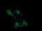 Protocadherin 7 antibody, NBP2-46340, Novus Biologicals, Immunofluorescence image 