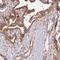 RAS P21 Protein Activator 1 antibody, NBP2-55354, Novus Biologicals, Immunohistochemistry frozen image 