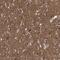 Adenylate Cyclase 2 antibody, NBP1-90281, Novus Biologicals, Immunohistochemistry paraffin image 