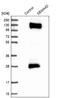 Semaphorin 4D antibody, NBP1-86705, Novus Biologicals, Western Blot image 