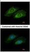 Oxysterol Binding Protein Like 10 antibody, NBP2-19636, Novus Biologicals, Immunofluorescence image 