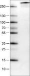 Methyl-CpG Binding Domain Protein 1 antibody, NBP2-52878, Novus Biologicals, Western Blot image 