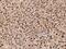 Selenocysteine Lyase antibody, 14905-T24, Sino Biological, Immunohistochemistry frozen image 