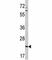 Cell Division Cycle 42 antibody, F49972-0.4ML, NSJ Bioreagents, Western Blot image 