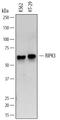 Receptor Interacting Serine/Threonine Kinase 3 antibody, MAB7604, R&D Systems, Western Blot image 