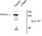 Protein Tyrosine Phosphatase Non-Receptor Type 3 antibody, PA5-35413, Invitrogen Antibodies, Western Blot image 