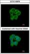 N-Myristoyltransferase 2 antibody, GTX115976, GeneTex, Immunocytochemistry image 