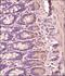 CD44 antibody, NB600-1317, Novus Biologicals, Immunohistochemistry paraffin image 