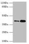 Ganglioside Induced Differentiation Associated Protein 1 antibody, LS-C675804, Lifespan Biosciences, Western Blot image 