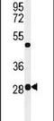 RNA Polymerase III Subunit H antibody, PA5-24861, Invitrogen Antibodies, Western Blot image 