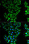 E74 Like ETS Transcription Factor 3 antibody, LS-C748537, Lifespan Biosciences, Immunofluorescence image 