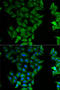 ELF3 antibody, LS-C748537, Lifespan Biosciences, Immunofluorescence image 