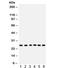 Transcription Factor A, Mitochondrial antibody, R32176, NSJ Bioreagents, Western Blot image 