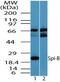 Spi-B Transcription Factor antibody, PA5-23271, Invitrogen Antibodies, Western Blot image 