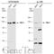 RB Transcriptional Corepressor Like 1 antibody, GTX134235, GeneTex, Western Blot image 