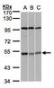 C-Terminal Src Kinase antibody, GTX107916, GeneTex, Western Blot image 