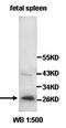 CD48 Molecule antibody, orb77788, Biorbyt, Western Blot image 