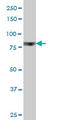 Ribosomal protein S6 kinase alpha-6 antibody, LS-C133729, Lifespan Biosciences, Western Blot image 